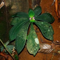 Neurocalyx calycinus (R.Br. ex Benn.) B.L.Rob.